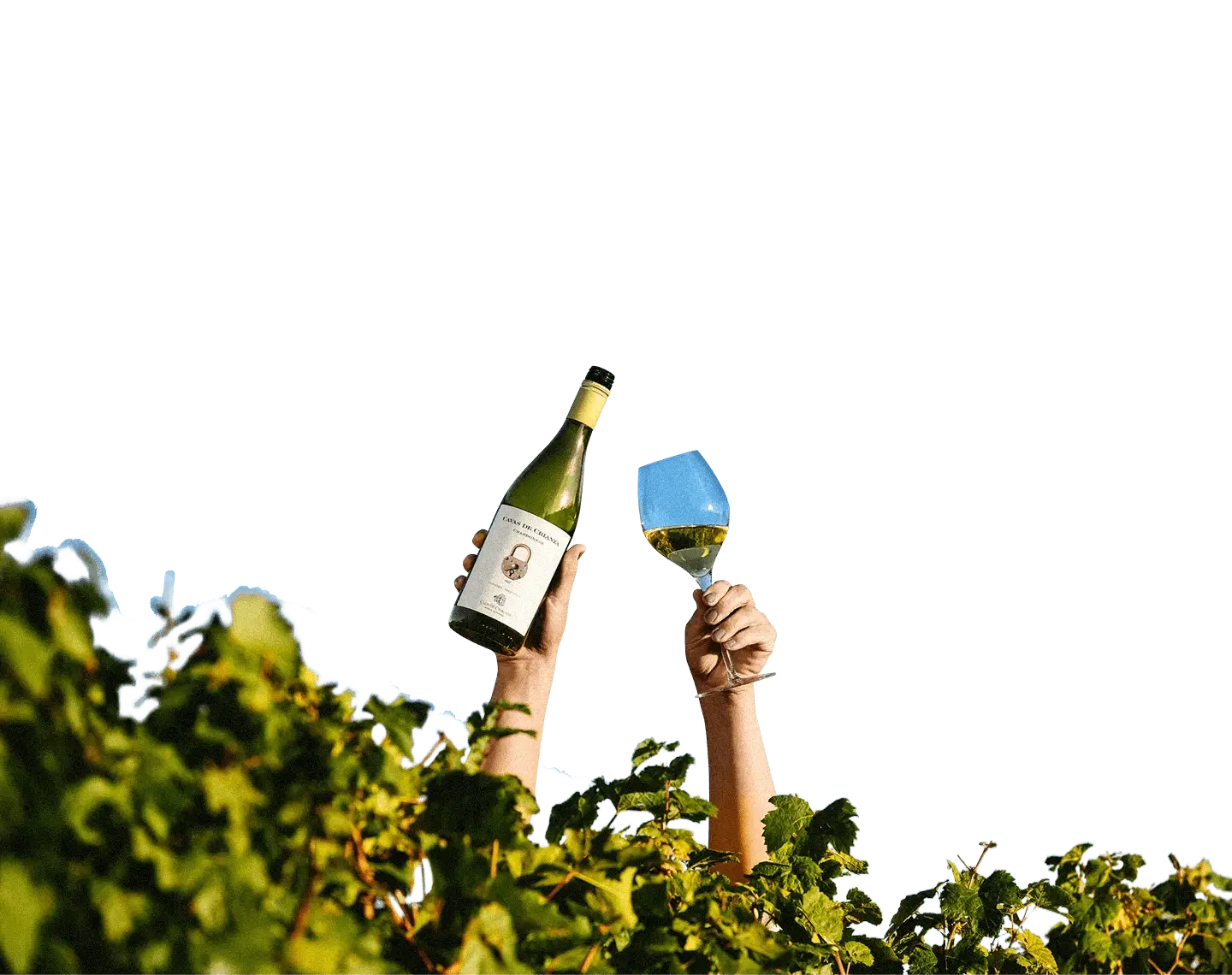 Botella de vino y copas de vino entre plantas