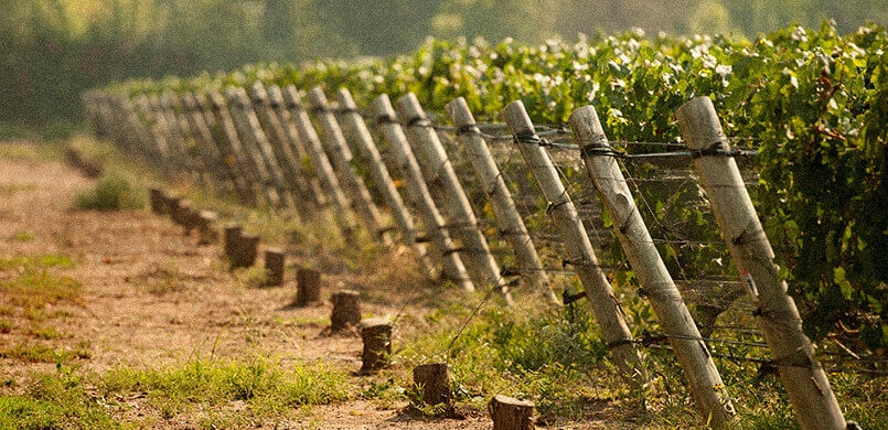 viñedo